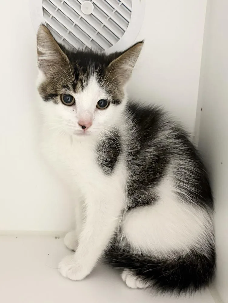 A baby small-sized male Domestic Short Hair cat named Freddy for adoption in Rochester, IN