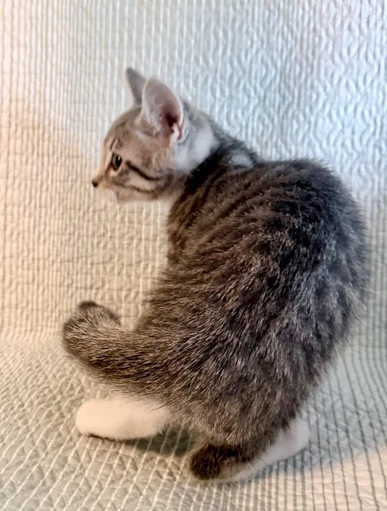 A baby medium-sized male Domestic Short Hair cat named Channing for adoption in New York, NY