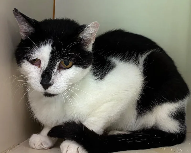 An adult medium-sized male Domestic Short Hair cat named Mercury for adoption in Christiansburg, VA