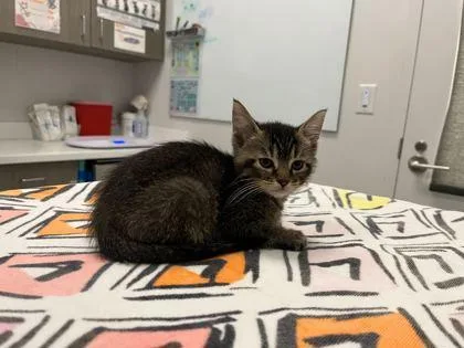 A baby small-sized female Brown / Chocolate Domestic Short Hair cat named Whisper Behind The Wallpaper for adoption in Kansas City, MO