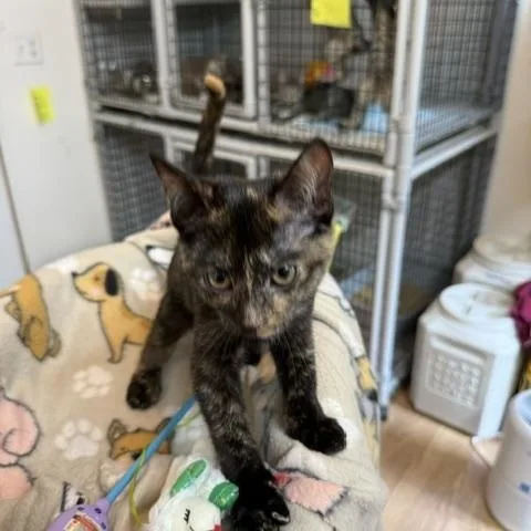 A baby small-sized female Tortoiseshell Domestic Short Hair cat named Kiwi for adoption in Millerstown, PA