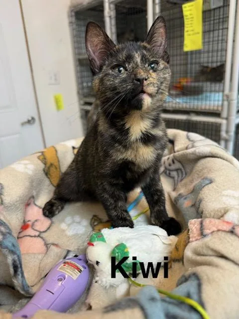 Kiwi thumbnail 4