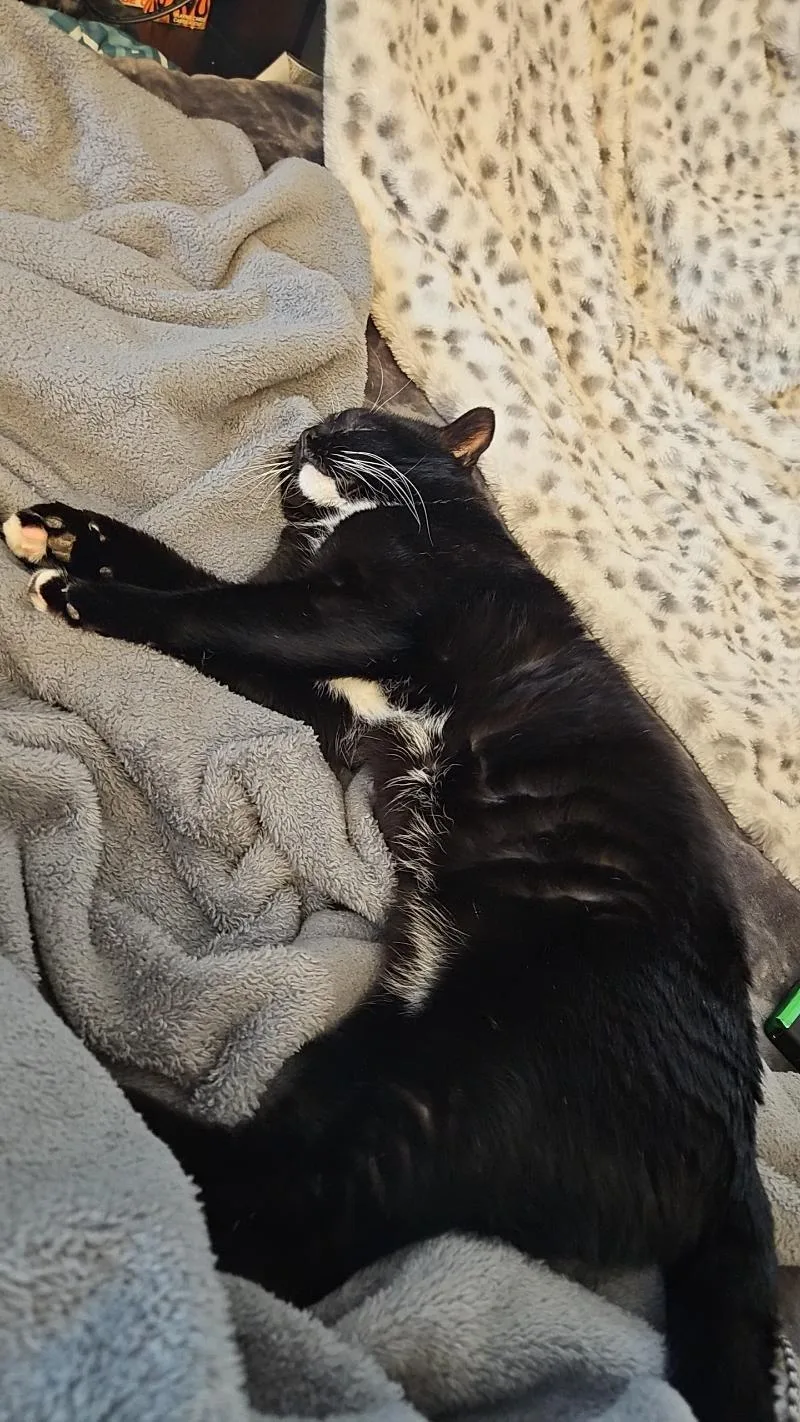 An adult medium-sized male Black & White / Tuxedo Tuxedo cat named Henry  loves to for adoption in Macomb, MI