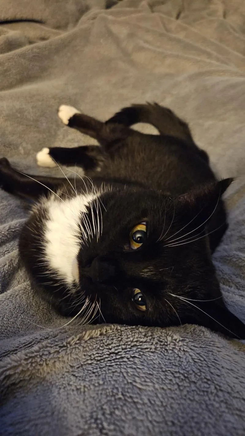 Henry  loves to thumbnail 4