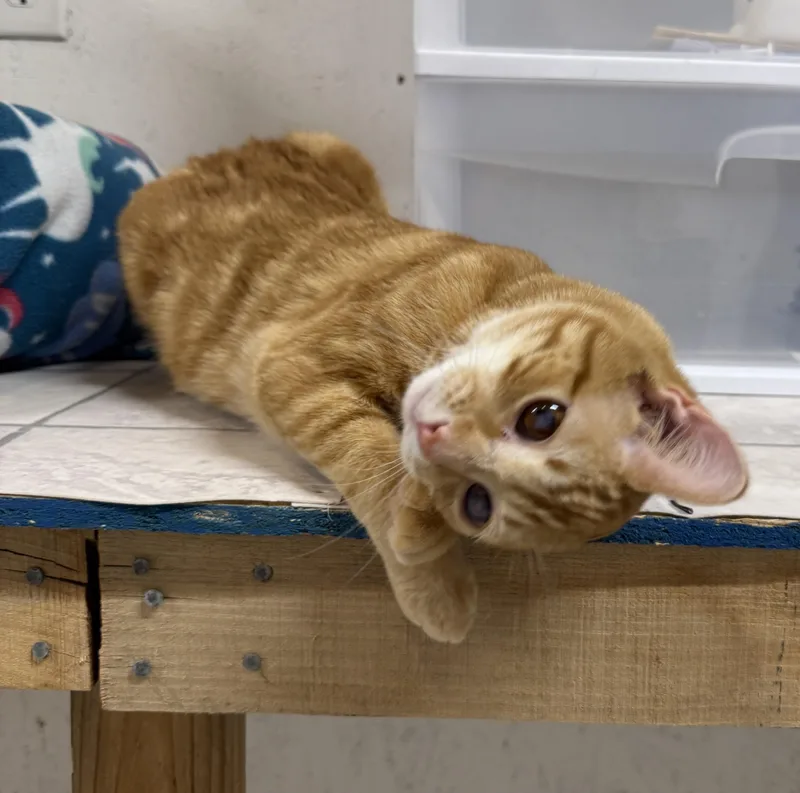 A young medium-sized male Tabby (Orange / Red) Tabby cat named Tang for adoption in Talbott, TN