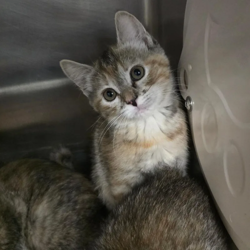 A baby small-sized female Torbie Domestic Short Hair cat named Marie for adoption in Spokane, WA