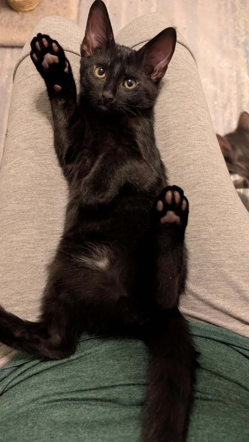A baby medium-sized male Black Domestic Short Hair cat named Thor for adoption in Joliet, IL