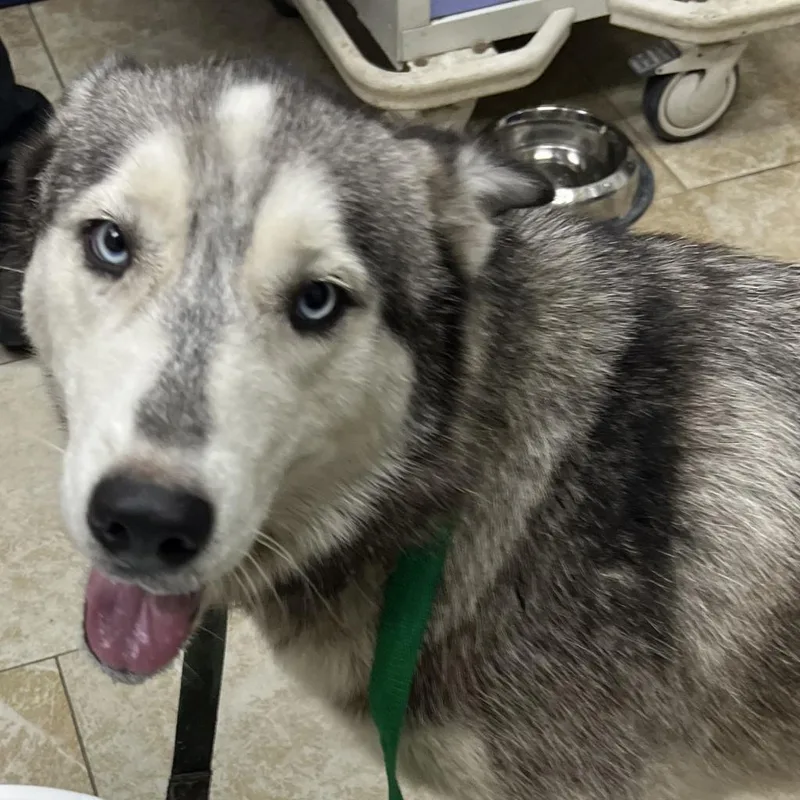 An adult large-sized female Gray / Blue / Silver Siberian Husky dog named Luna for adoption in Galveston, TX