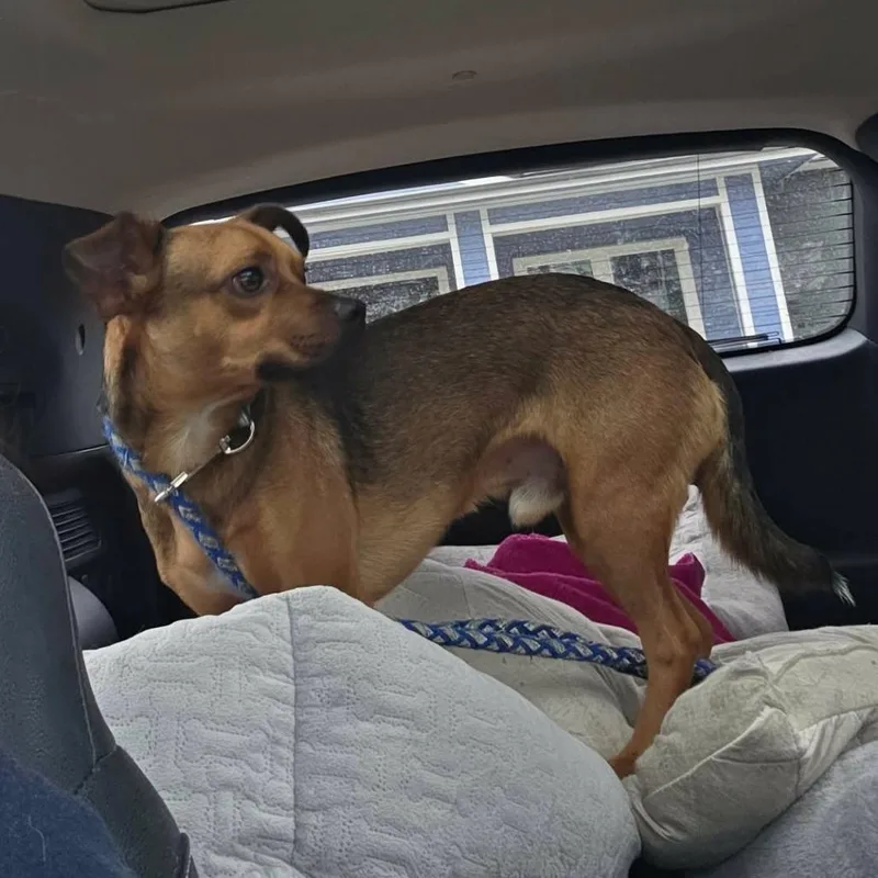 An adult medium-sized male Brown / Chocolate Black Mouth Cur dog named Romey aka Romulus for adoption in Overland Park, KS