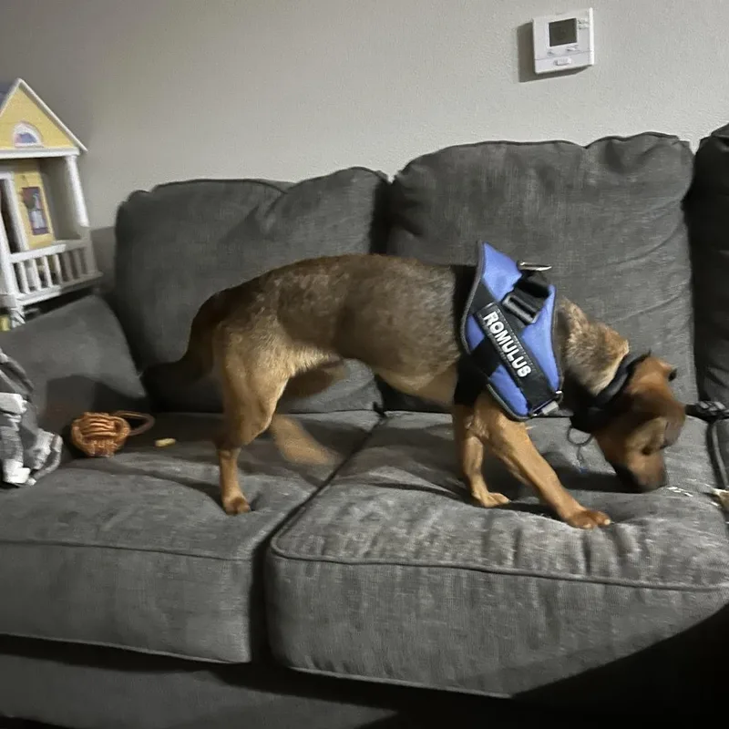 Romey aka Romulus thumbnail 4