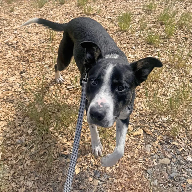 An adult large-sized female Black Mixed Breed dog named Rose for adoption in Hailey, ID