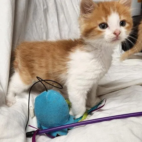 A baby small-sized male Domestic Long Hair cat named Bob for adoption in Kirksville, MO