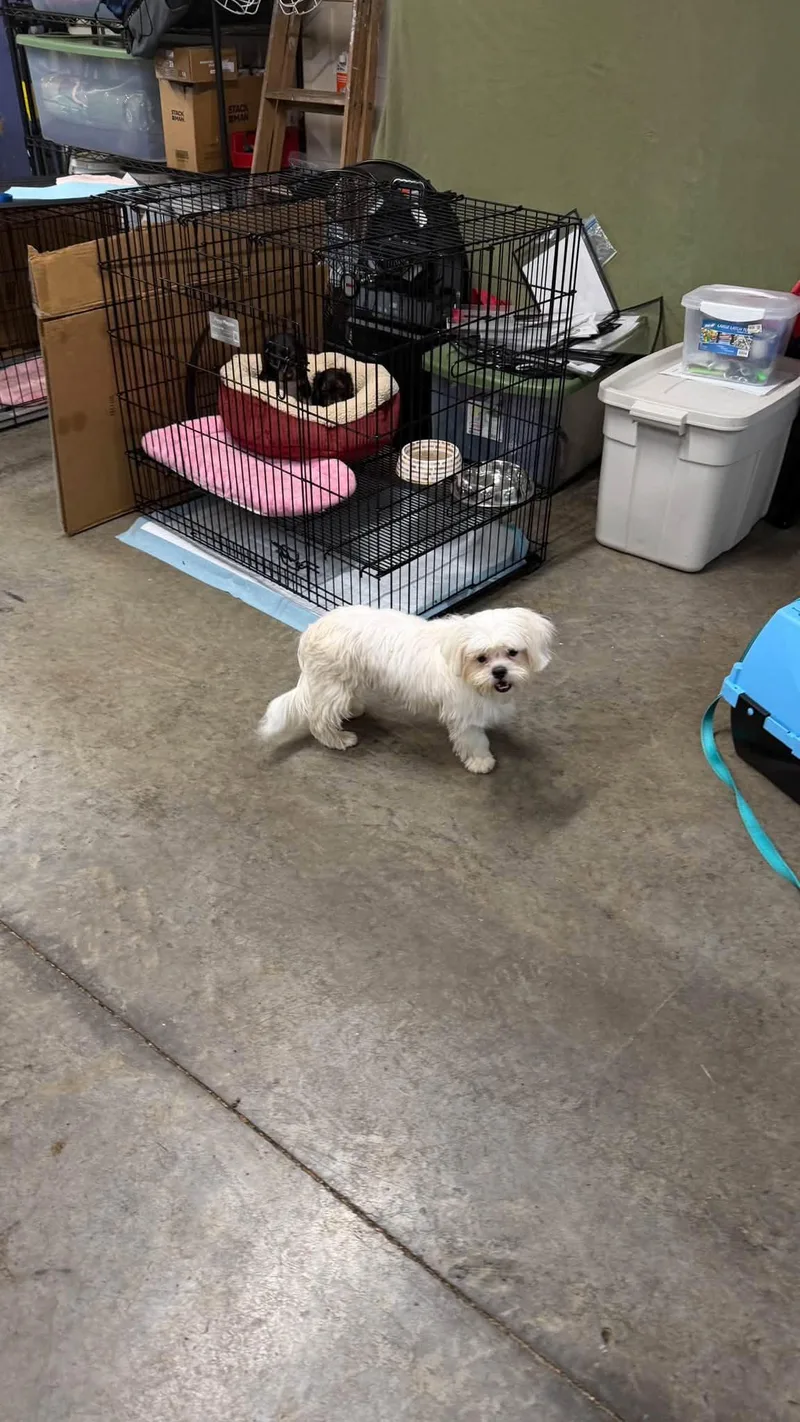 A baby small-sized male Bichon Frise dog named Churchill for adoption in Knoxville, TN