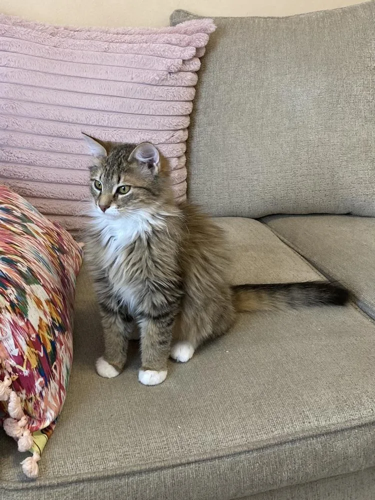 A young medium-sized female Buff & White Domestic Long Hair cat named Pallas for adoption in Ferndale, MI