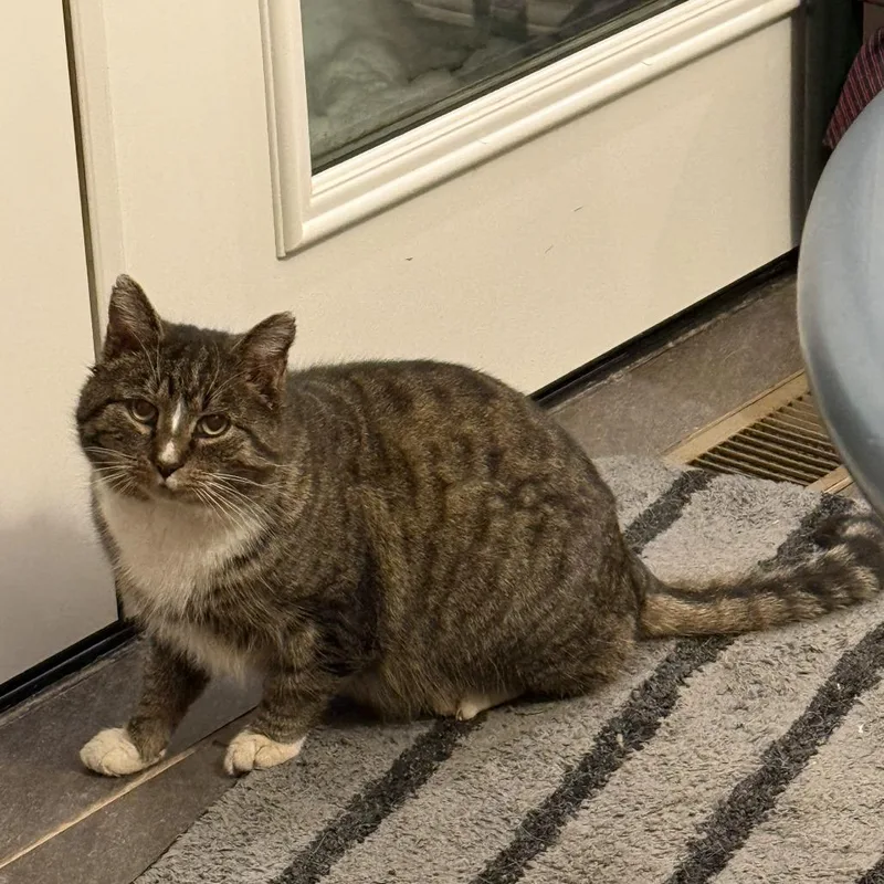 Chonk Roller thumbnail 2