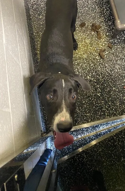 An adult large-sized male Black Labrador Retriever dog named Sully for adoption in Jackson, TN