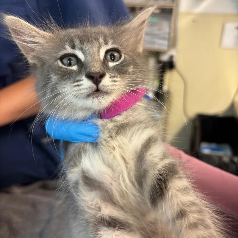 A baby small-sized female Domestic Medium Hair cat named Star for adoption in Los Angeles, CA