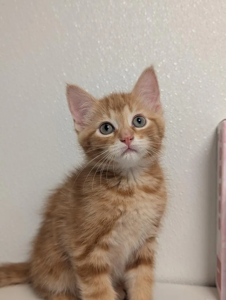 A baby medium-sized male Domestic Short Hair cat named East for adoption in St. Cloud, MN