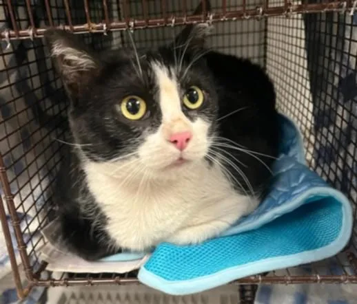 An adult small-sized female Domestic Short Hair cat named Seal for adoption in Van Nuys, CA