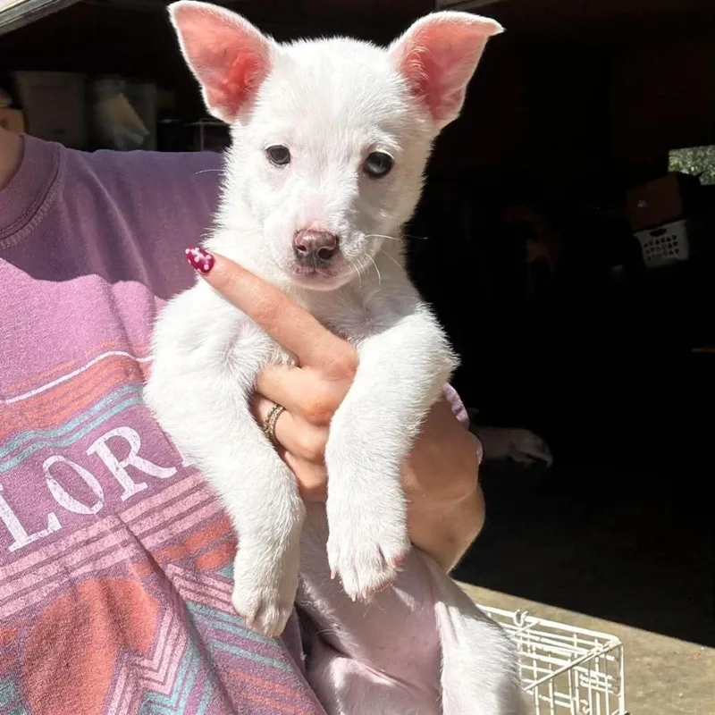 A baby small-sized female White / Cream Mixed Breed dog named Wren for adoption in Rockville, MD