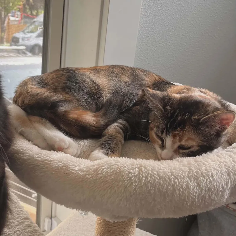 A baby small-sized female Calico cat named Jellybean for adoption in Gladstone, OR