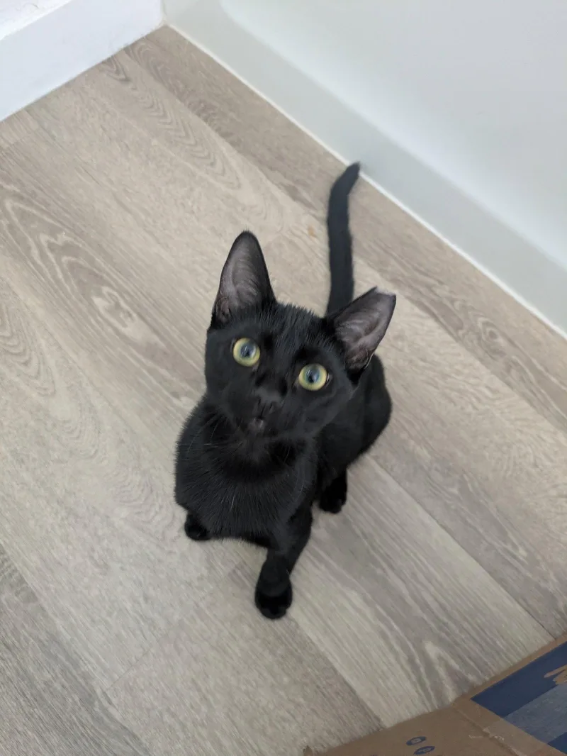 A baby medium-sized female Black Domestic Short Hair cat named Boo for adoption in Glendale, AZ