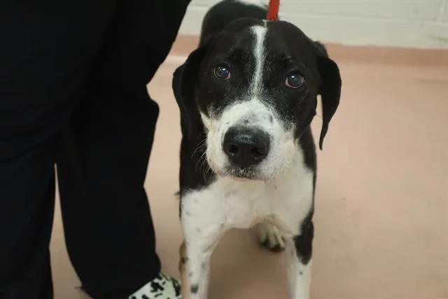 An adult large-sized male Mixed Breed dog named Duke for adoption in Columbia, SC