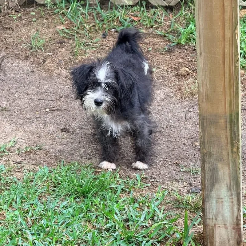 A baby small-sized male Black Maltipoo dog named Panda for adoption in Brewton, AL