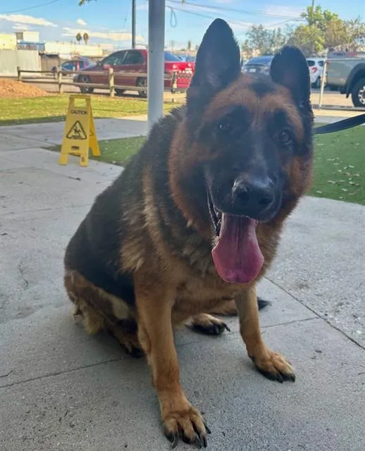 An adult medium-sized male German Shepherd Dog dog named Jed Vera for adoption in Baldwin Park, CA
