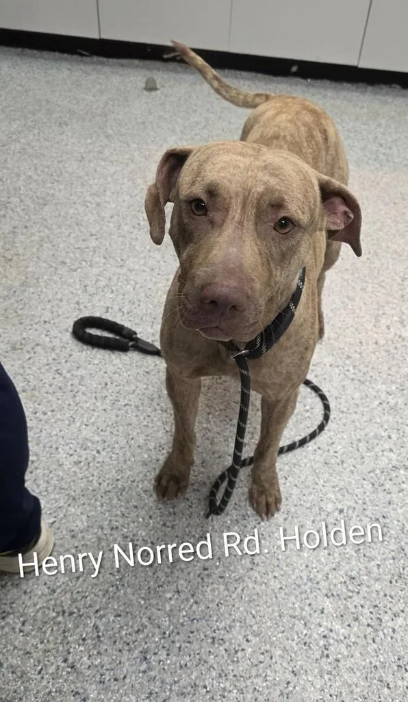 A young medium-sized female Pit Bull Terrier dog named Petunia for adoption in Livingston, LA