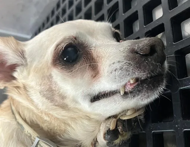 A senior small-sized female Mixed Breed dog named Lady for adoption in Dallas, TX