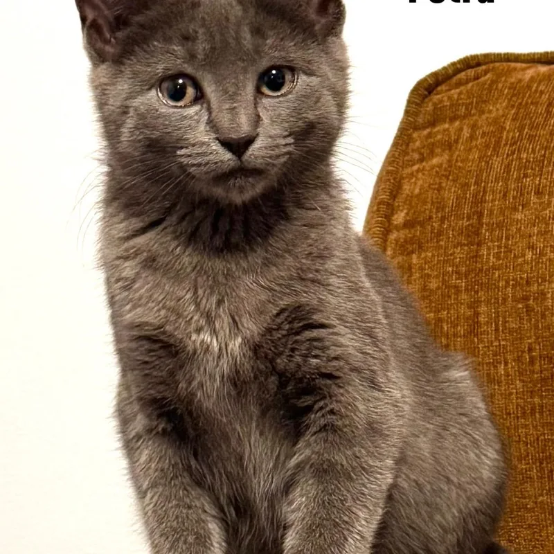 A baby medium-sized female Gray / Blue / Silver Domestic Short Hair cat named Petra for adoption in Moriches, NY