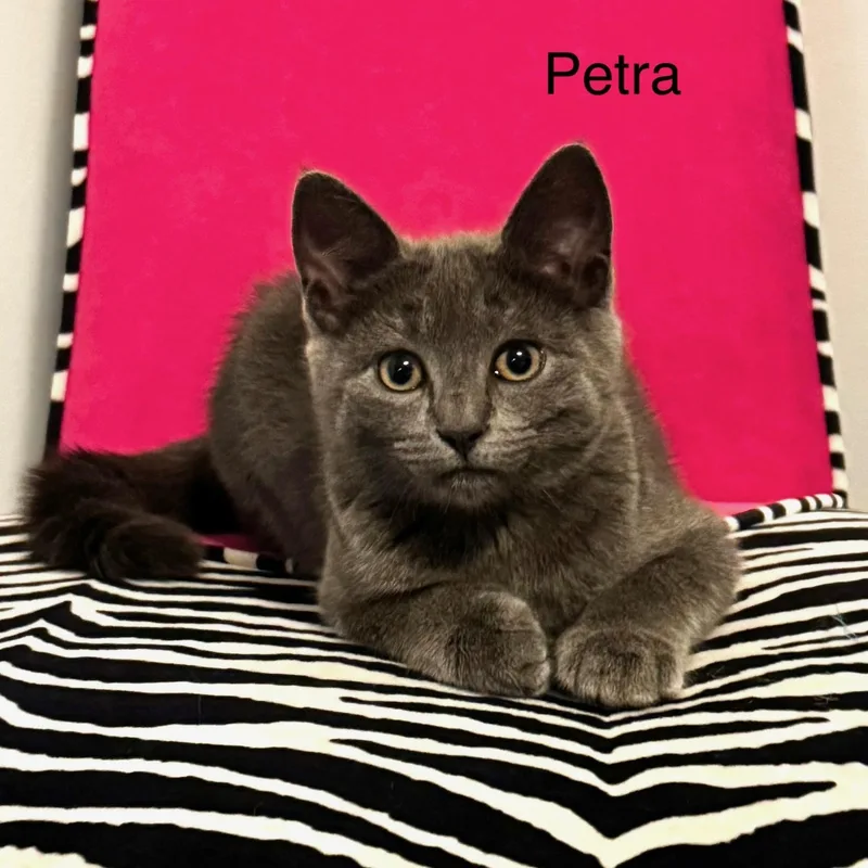 Petra thumbnail 4