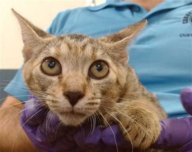 A baby small-sized female Domestic Short Hair cat named Solange for adoption in Miami, FL
