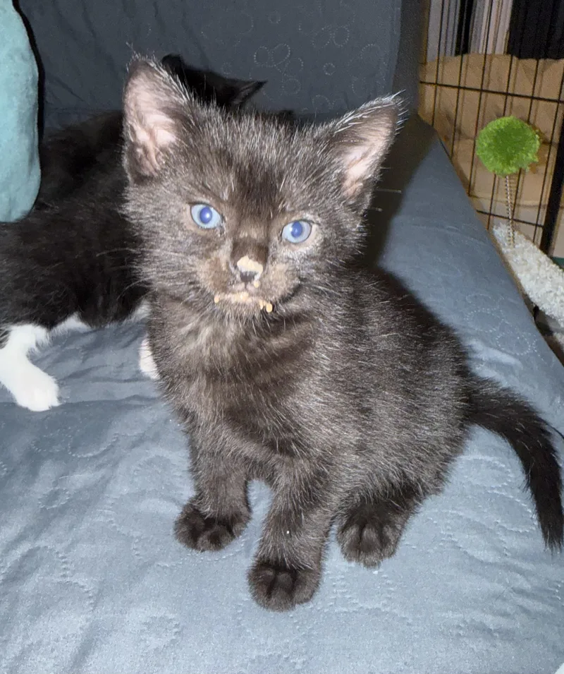 A baby small-sized male Domestic Short Hair cat named Noir for adoption in Bethel Park, PA