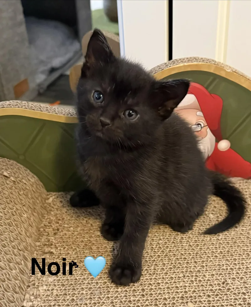 Noir thumbnail 2