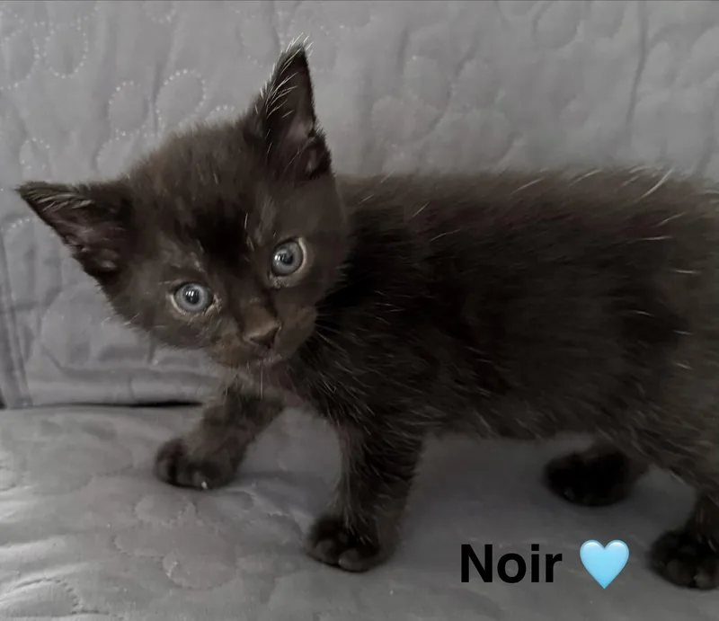 Noir thumbnail 3