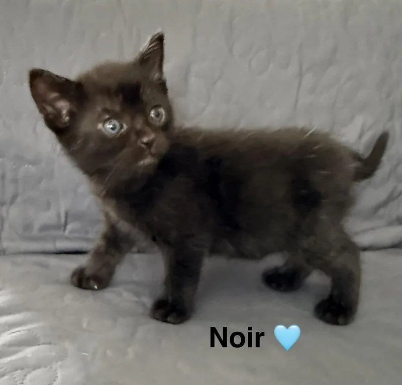 Noir thumbnail 4
