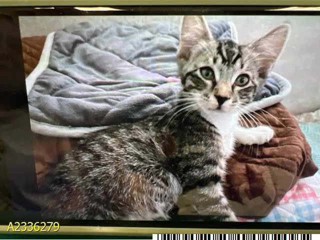 A baby small-sized female Domestic Short Hair cat named Pixie for adoption in West Palm Beach, FL