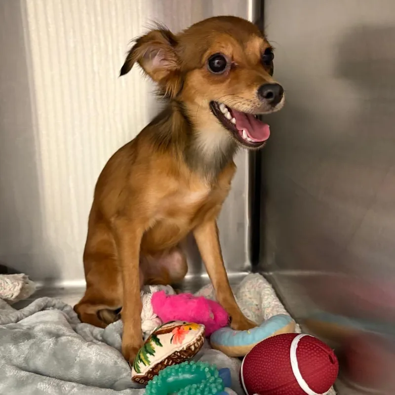 A young small-sized female Yellow / Tan / Blond / Fawn Papillon dog named Foxy for adoption in LOXAHATCHEE, FL