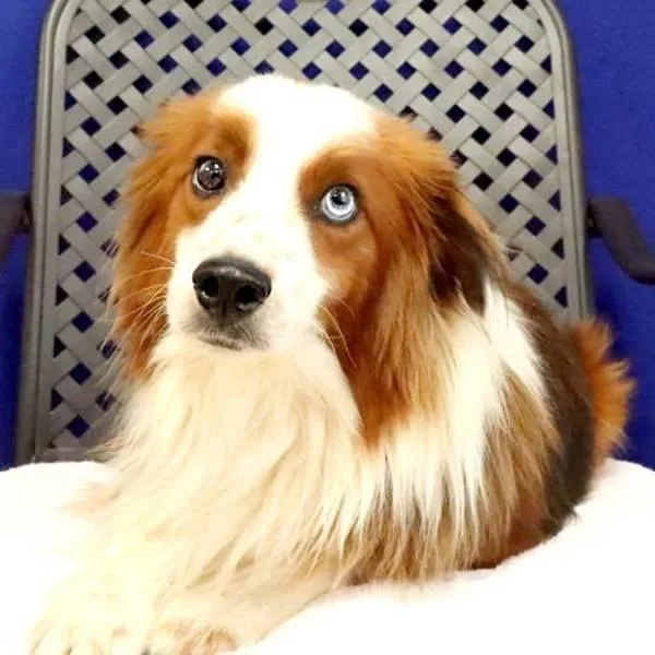 An adult small-sized male Shetland Sheepdog / Sheltie dog named Samson for adoption in Fort Davis, TX