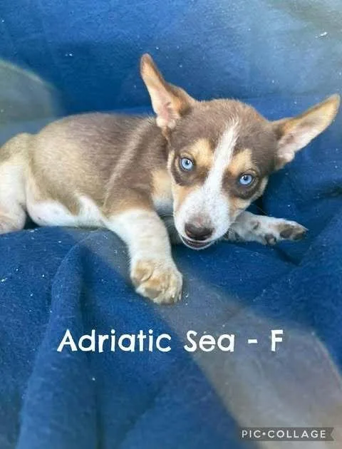 A baby medium-sized female Husky dog named Adriatic Sea for adoption in Waunakee, WI