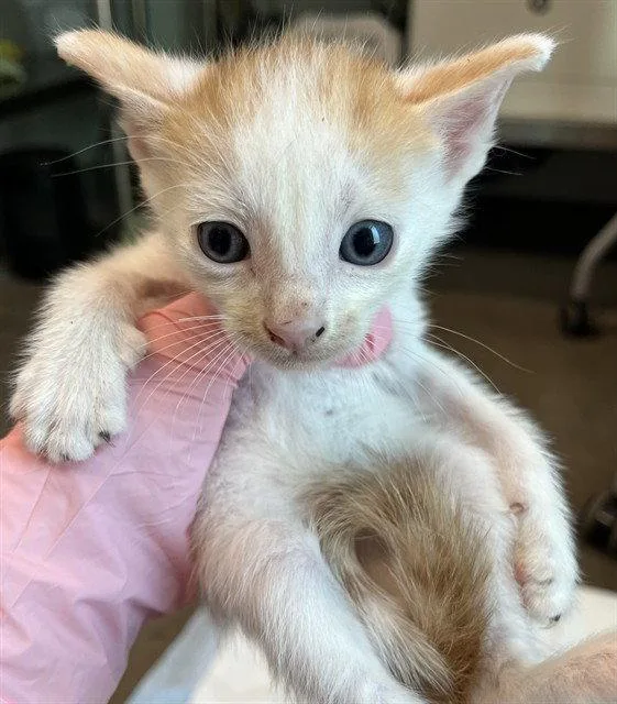 A baby small-sized male White Domestic Short Hair cat named Barry for adoption in Tavares, FL