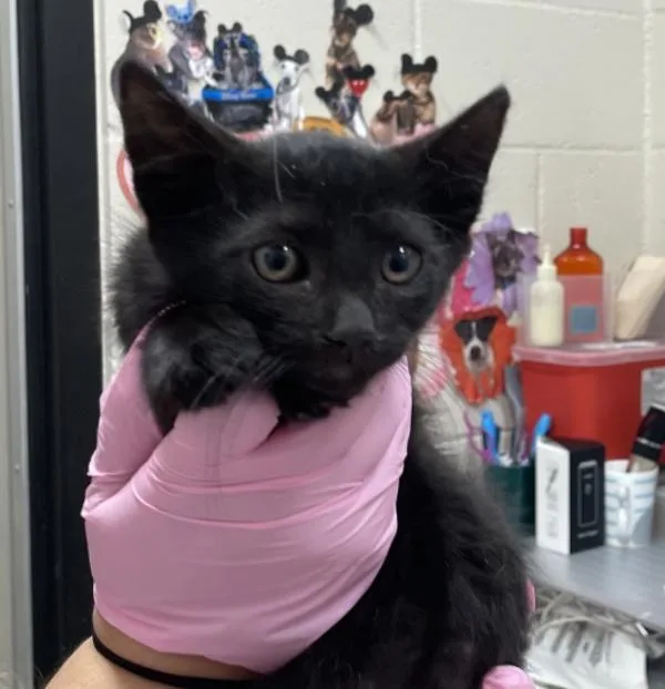 A baby small-sized male Domestic Short Hair cat named Dorito for adoption in El Cajon, CA