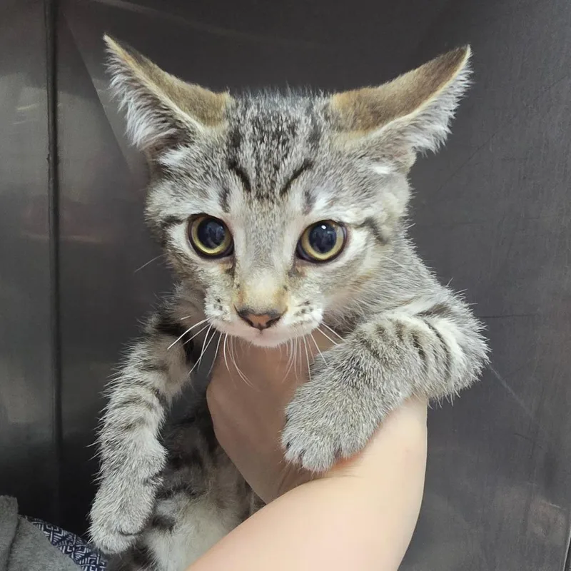 A baby small-sized female Gray / Blue / Silver Domestic Short Hair cat named Lucy Lollipop for adoption in Marble, NC