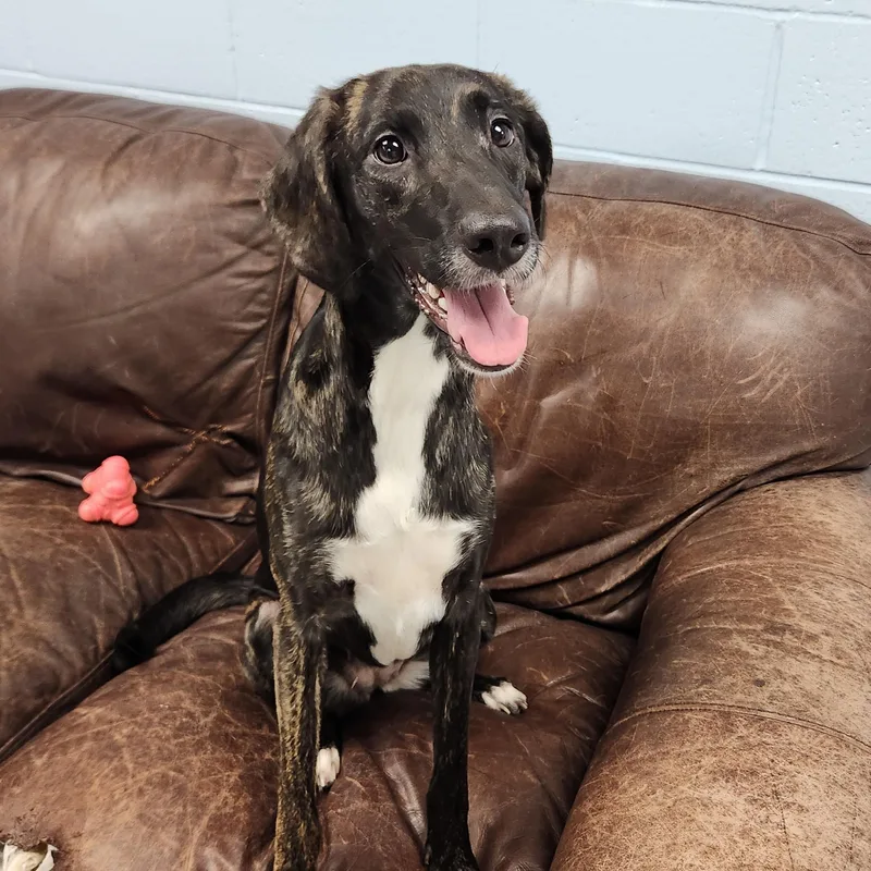 A young medium-sized female Brindle Mixed Breed dog named Sue Ellen for adoption in Marshfield, WI