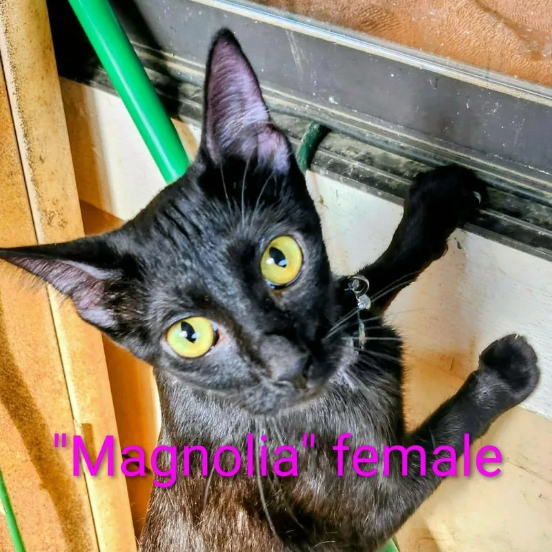 Magnolia thumbnail 2