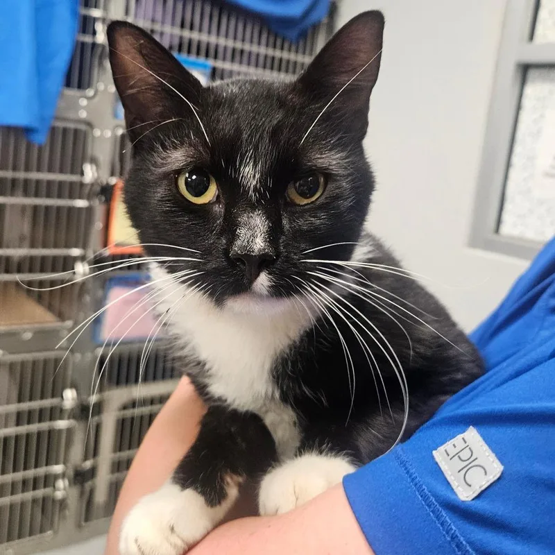 A young large-sized male Domestic Short Hair cat named Sylvester for adoption in Greenville, SC