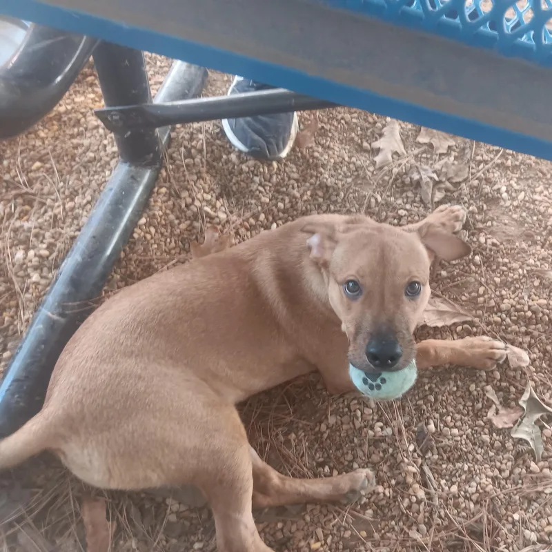 A young medium-sized male Labrador Retriever dog named Quill for adoption in North Little Rock, AR