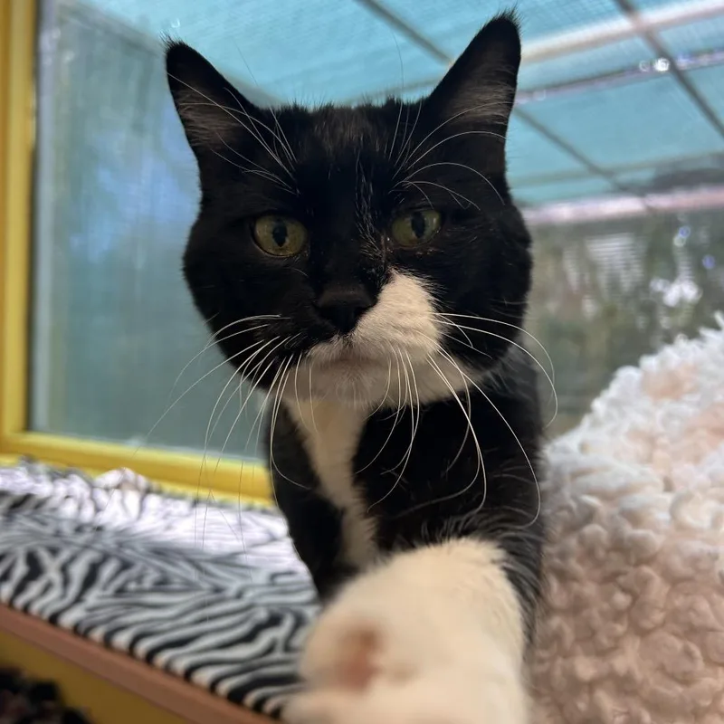 A senior medium-sized female Black Domestic Short Hair cat named Large Marge for adoption in Fresno, CA
